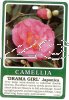 CAMELLIA Drama Girl Japonica