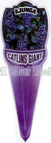 AJUGA Catlins Giant - Click Image to Close