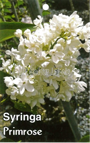 SYRINGA Primrose - Click Image to Close