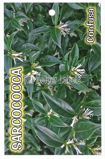 SARCOCOCCA confusa - Click Image to Close