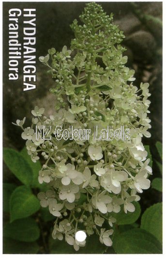 HYDRANGEA paniculata Grandiflora - Click Image to Close