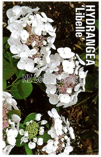 HYDRANGEA Libelle - Click Image to Close