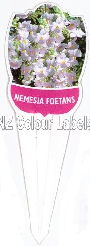 NEMISIA foetens [Perennial] - Click Image to Close