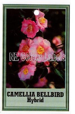 CAMELLIA Bellbird Hybrid - Click Image to Close