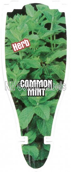 Mint - Common (MENTHA CORDIFOLIA) - Click Image to Close