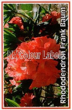 RHODODENDRON Frank Baum - Click Image to Close