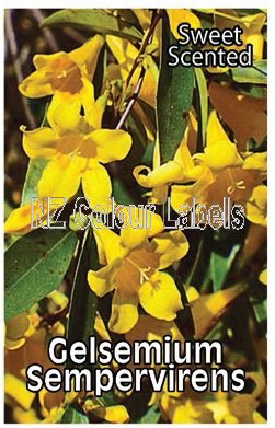 GELSEMIUM sempervirens - Click Image to Close