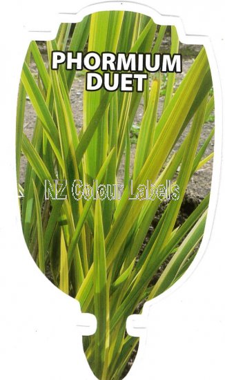 PHORMIUM cookianum DUET - Click Image to Close