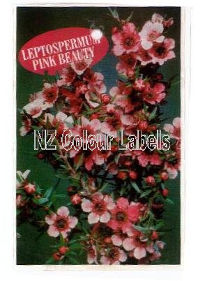 LEPTOSPERMUM Pink Beauty - Click Image to Close