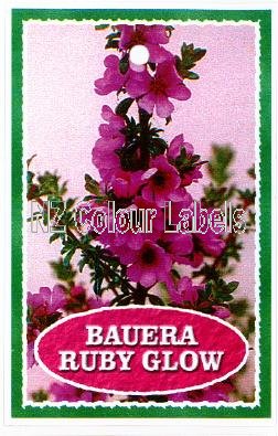 BAUERA Ruby Glow - Click Image to Close