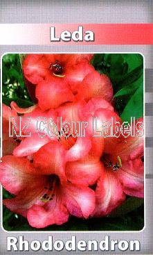 RHODODENDRON Leda - Click Image to Close