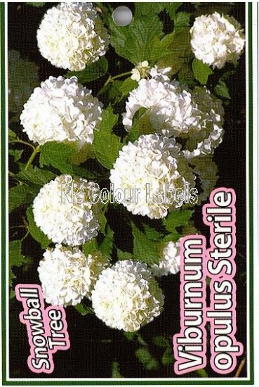 VIBURNUM opulus Sterile - Click Image to Close