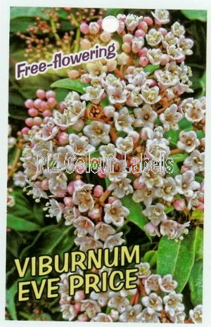 VIBURNUM Eve Price - Click Image to Close