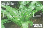 ASPLENIUM nidus [Bird's Nest Fern]