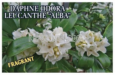 DAPHNE odora Leucanthe Alba - Click Image to Close