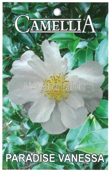 CAMELLIA Paradise Vanessa - Click Image to Close