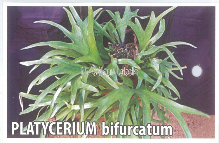 PLATYCERIUM bifurcatum [Staghorn fern] - Click Image to Close