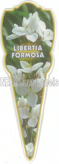 LIBERTIA Formosa - Click Image to Close